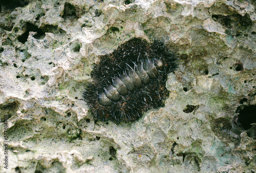 chitons on the rock, Chitons are marine molluscs of varying size in Polyplacophora class. 