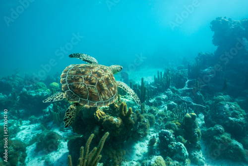 Leinwand Poster An adult green sea turtle swims over a shallow coral reef and sea grass bed in the turquoise ocean waters of Smith's Reef off the island of Providenciales, Turks and Caicos Islands