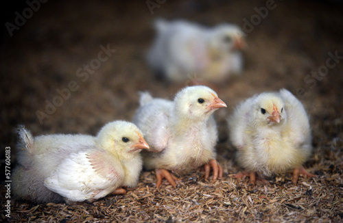 Day Old Chicks in one of the farm house in Bandung Regency, West Java, Indonesia.