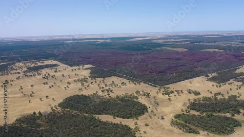 flying over a dry cattle farm in summer in australia