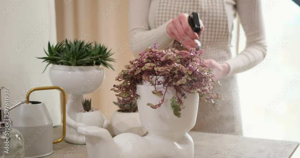 Woman spraying Potted House plant in white ceramic human like pot