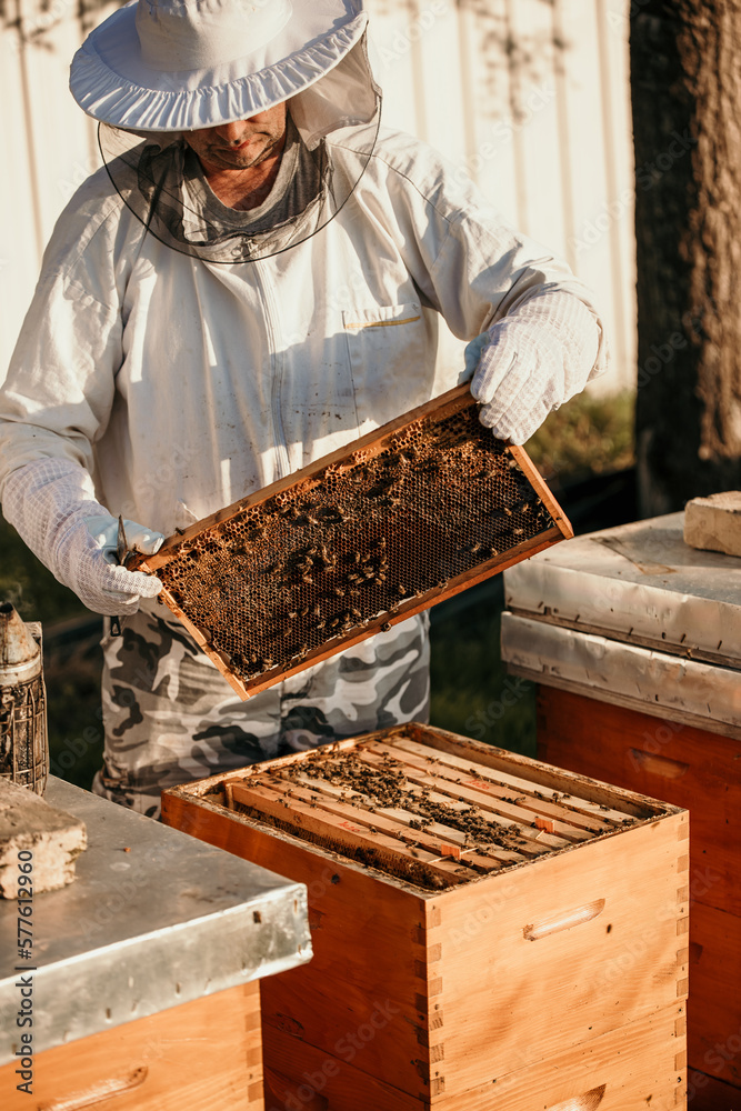 Beekeeper working in a white protective suit holding bees and beeswax in a wooden frame in nature. Beekeeper working in a white protective suit holding bees and beeswax in a wooden frame in nature.