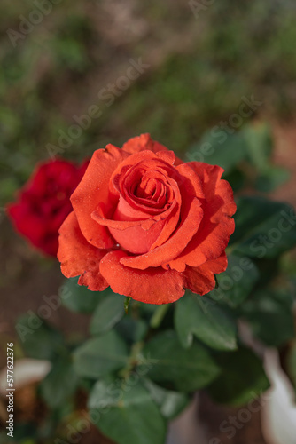 fresh red rose flower in a garden