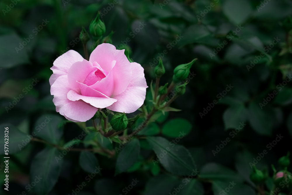pink rose with buds on a dark background of a bush. Beautiful background or wallpaper. selective focus pink rose with buds on a dark background of a bush. Beautiful background or wallpaper. selective focus