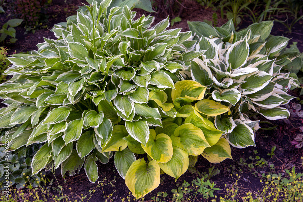 Hosta in the park. Ornamental plant for shade. Perennial plant in garden landscaping. Hosta in the park. Ornamental plant for shade. Perennial plant in garden landscaping.
