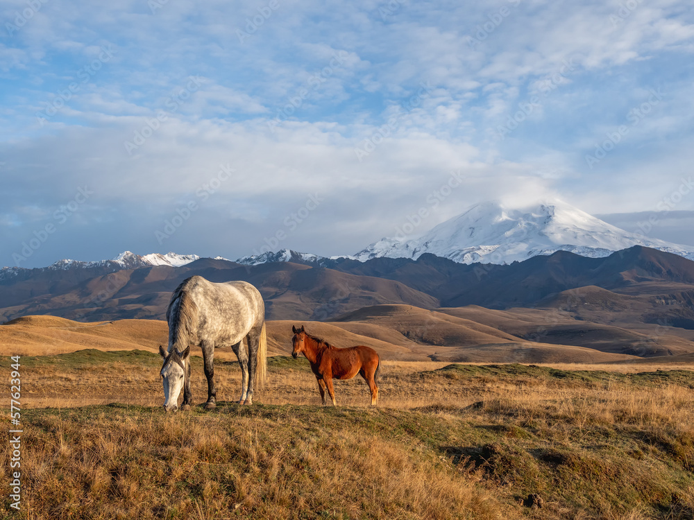 White and brown horses on the background of a mountain peak. Beautiful horses in an autumn meadow poses against the background of a white snow-covered mountain. White and brown horses on the background of a mountain peak. Beautiful horses in an autumn meadow poses against the background of a white snow-covered mountain.