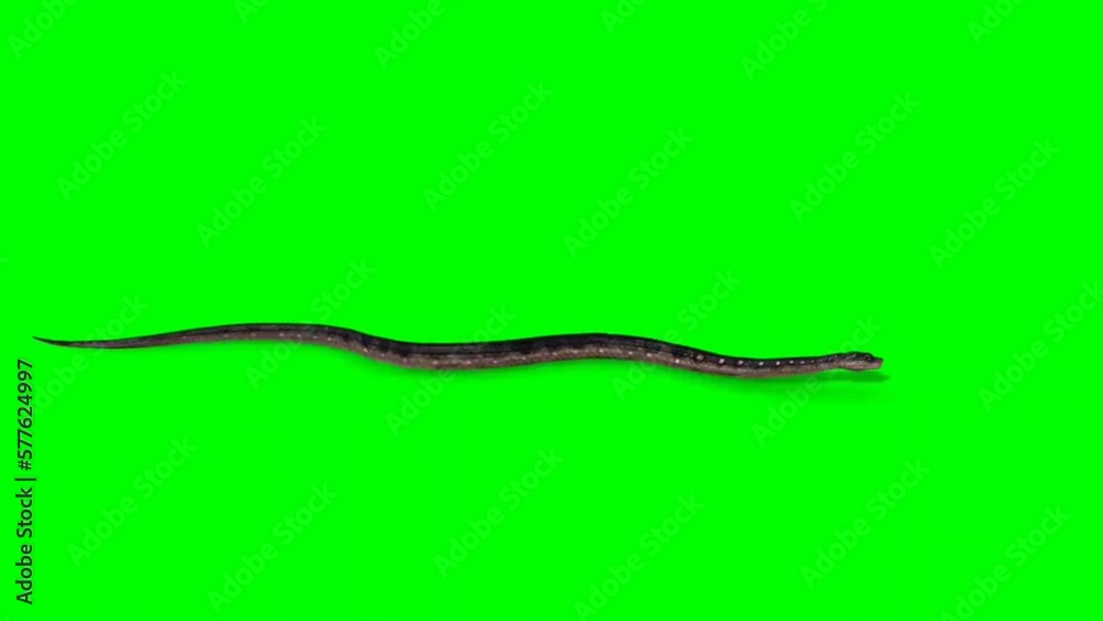 See a snake crawling down natural wonder. Змеи королевская кобра спаривание. Snake crawling. See a snake crawling down natural wonder. See a snake crawling down natural wonder.