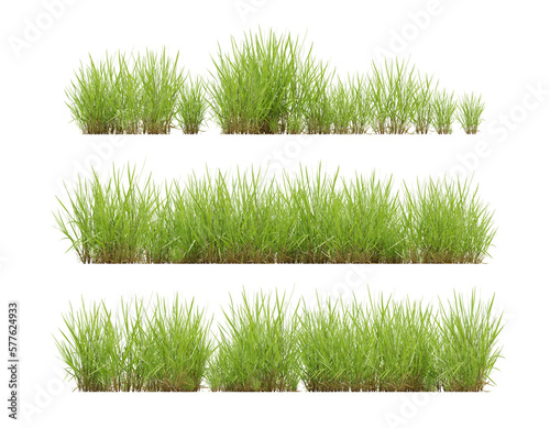 Set of green grass on transparent background, 3d render illustration.