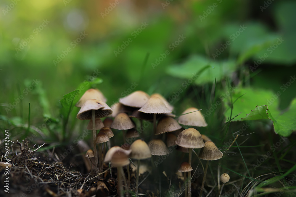Mushroom during fall in a Forest Lane with Shallow Depth of Field Mushroom during fall in a Forest Lane with Shallow Depth of Field