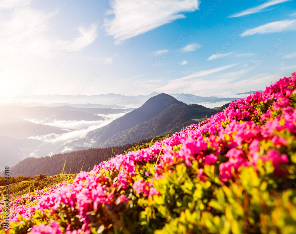 Obraz premium Attractive summer scene with flowering hills. Carpathian mountains, Ukraine, Europe.