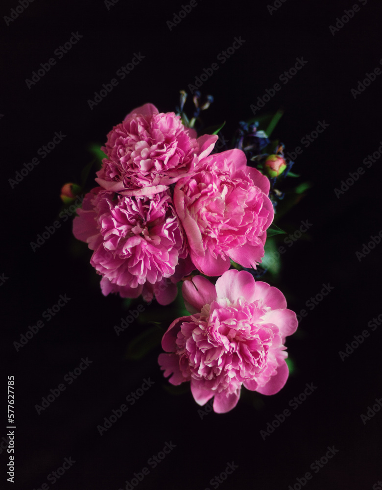 Obraz premium beautiful flowers on a dark background