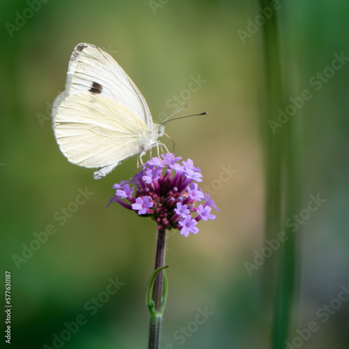 Schmetterling
