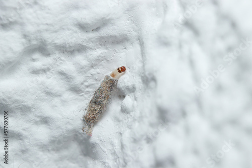 Case-bearing clothes moth, Tinea pelionella, walks on a white wall