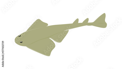 Angel Shark