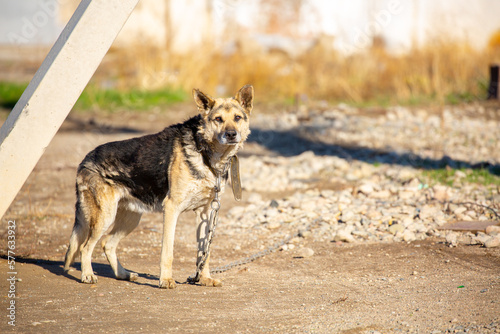 A dog on a chain guards the territory. The dog lives in captivity  suffers from inhumane treatment of animals. Animal protection.