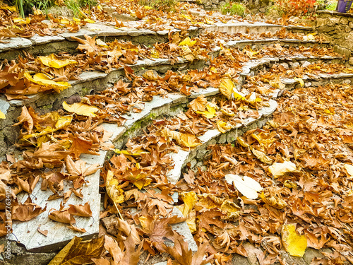 autumn path with dry yellow leaves of platanus trees in pili city greece photo