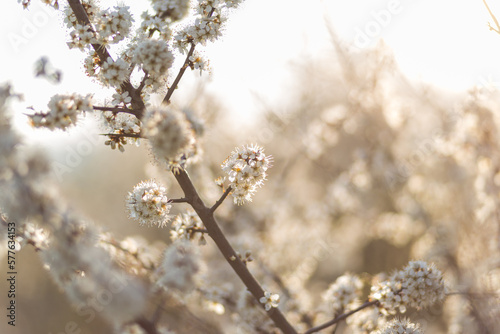 Weiße Blüten © Rainer