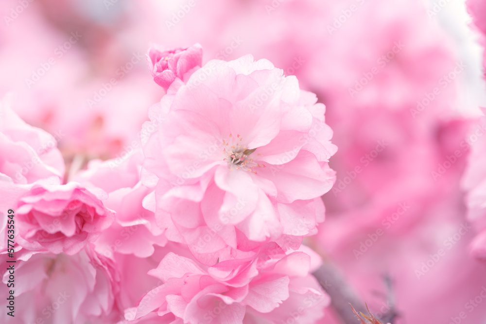 Beautiful pink blooming sakura flowering tree spring background, cherry blossom