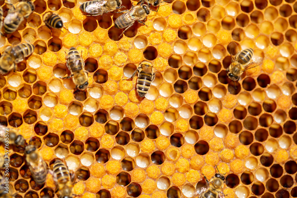 Bee larvae in cells, population reproduction. Beautiful honeycombs with bees close-up. A swarm of bees crawls through the honeycombs, collecting honey. Beekeeping, healthy food. Bee larvae in cells, population reproduction. Beautiful honeycombs with bees close-up. A swarm of bees crawls through the honeycombs, collecting honey. Beekeeping, healthy food.
