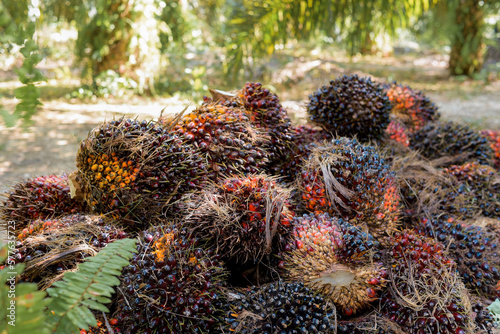 Harvested Oil Palm Fruit Bunches