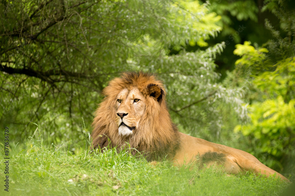 Barbary lion male rests in vegetation in nature. Atlas lion extinction