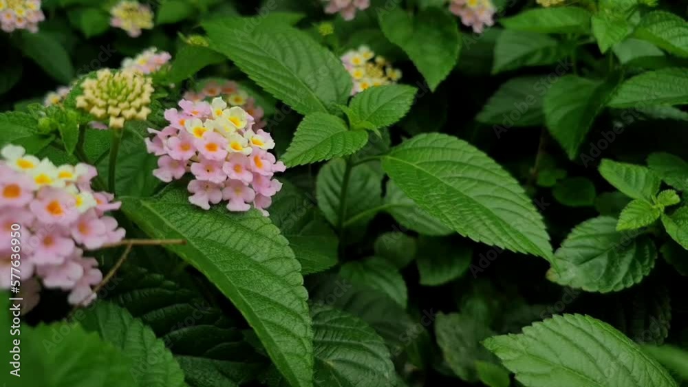 Wild flowers in bloom, pastel colours. Filmed in Indonesia. Bokeh pink flower background. Wild flowers in bloom, pastel colours. Filmed in Indonesia. Bokeh pink flower background.