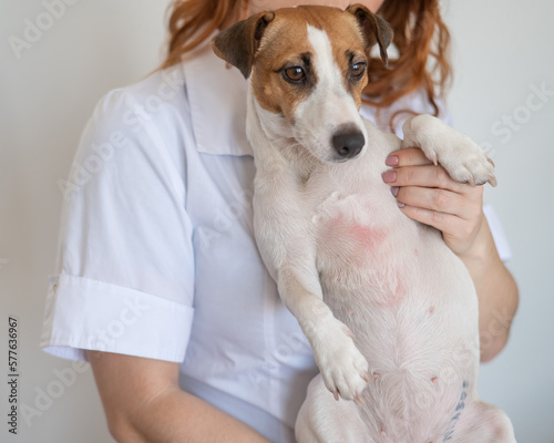 Veterinarian holding a jack russell terrier dog with dermatitis. 