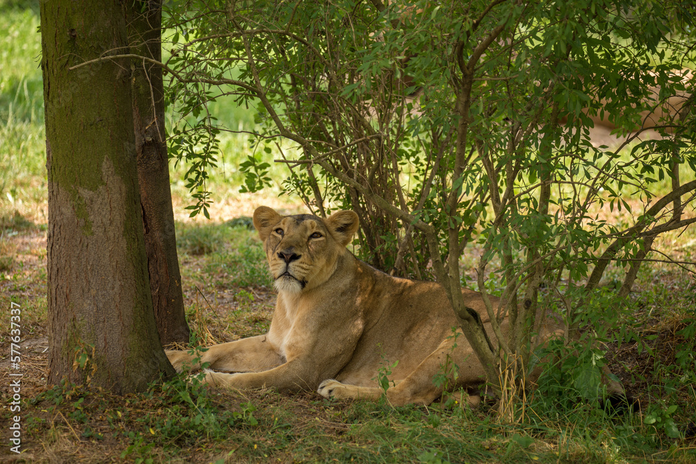Indian or persian lion female hidden in dense vegetation in Gir Forest National Park on a hot sunny day. Asiatic lioness resting in the shade shrubs in the wild nature of Gujarat. Panthera leo persica Indian or persian lion female hidden in dense vegetation in Gir Forest National Park on a hot sunny day. Asiatic lioness resting in the shade shrubs in the wild nature of Gujarat. Panthera leo persica