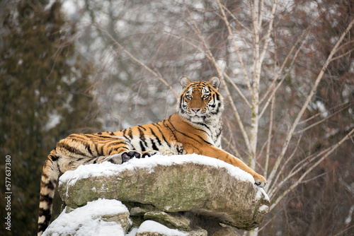 Siberian tiger female lies on a snowy rock against the backdrop forest landscape. Amur tigress relax and looking at the landscape from a height. Scene from nature at the turn of autumn and winter