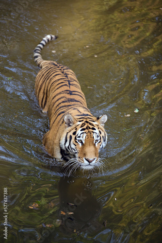 Amur tiger walk in deep water of the lake and his body is mirrored in the water. Siberian tiger in the river wit water circles top view. Manchurian tiger male half submerged in water at the sunset.