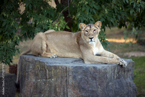 Asiatic lion female rests on a rock in the countryside of thick bushes and trees. Asiatic lioness watch the landscape from a height. Panthera leo persica known as indian or persian lion from Sasan Gir