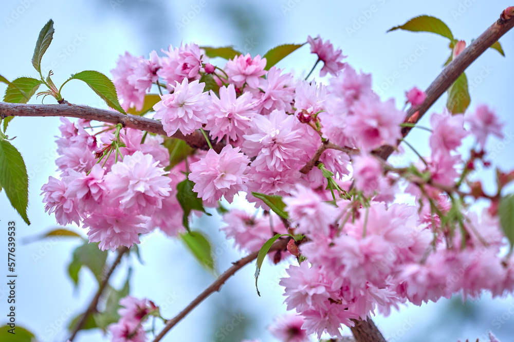 Sakura branch with the first spring flowers on a blurred background. Sakura branch with the first spring flowers on a blurred background.