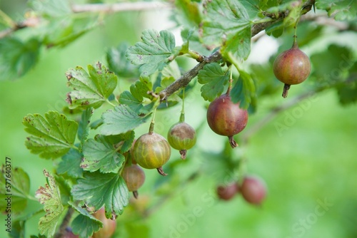 The fruits of the fruit bush are gooseberries. Edible fruits in the garden. Gardening and agronomic production.