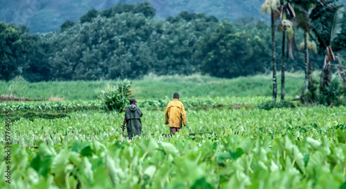 Two workers in the taro fields, Kauai, Hawaii.