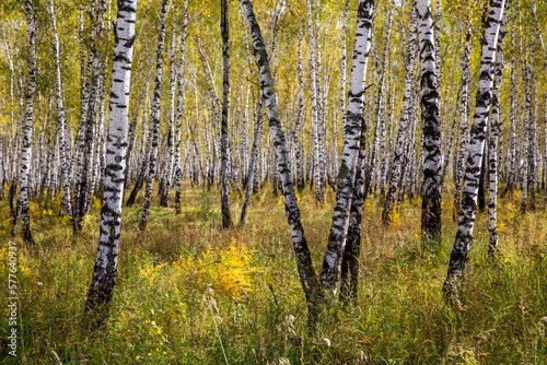 Endless birch trees on the main road of Siberia photo