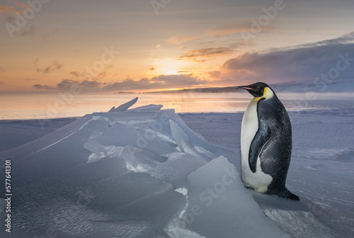 Emperor penguin on the sea ice of McMurdo Sound. photo