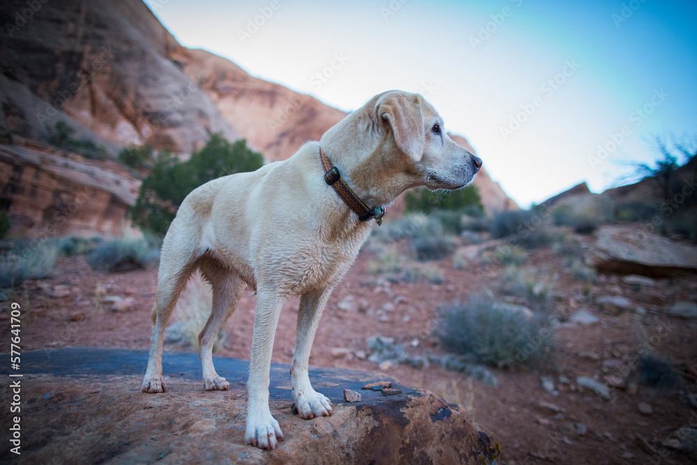 Yellow Lab in the desert