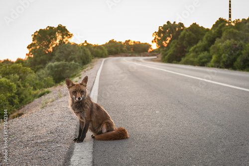 Red fox at the side of the road. photo
