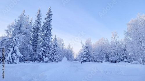 snow covered trees © David Savage