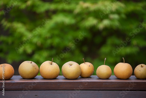 Asian pears (Pyrus pyrifolia) lined up on a wooden bench in a garden in Seattle, Washington. photo