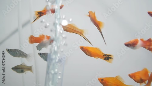 Slow movement of different types of aquarium fish in an aquarium with underwater oxygen bubbles released from an aquarium diffuser. Gold, silver and black fish together underwater. photo