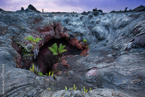 A giant tree fern (Cibotium menziesii, hapu`u) buds inside a collapse lava tube, Hawai`i Volcanoes National Park, Hawai`i photo