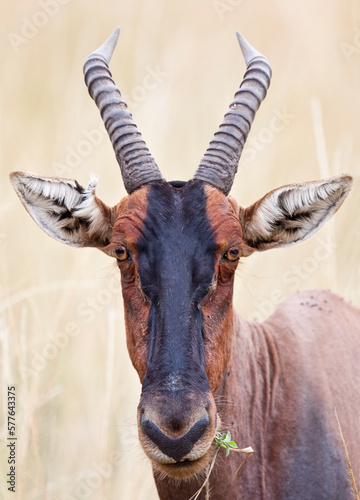 A wild Topi (Damaliscus lunatus) in Kenya's Masai Mara. photo