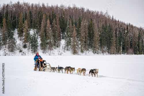 sled dogs in the snow
