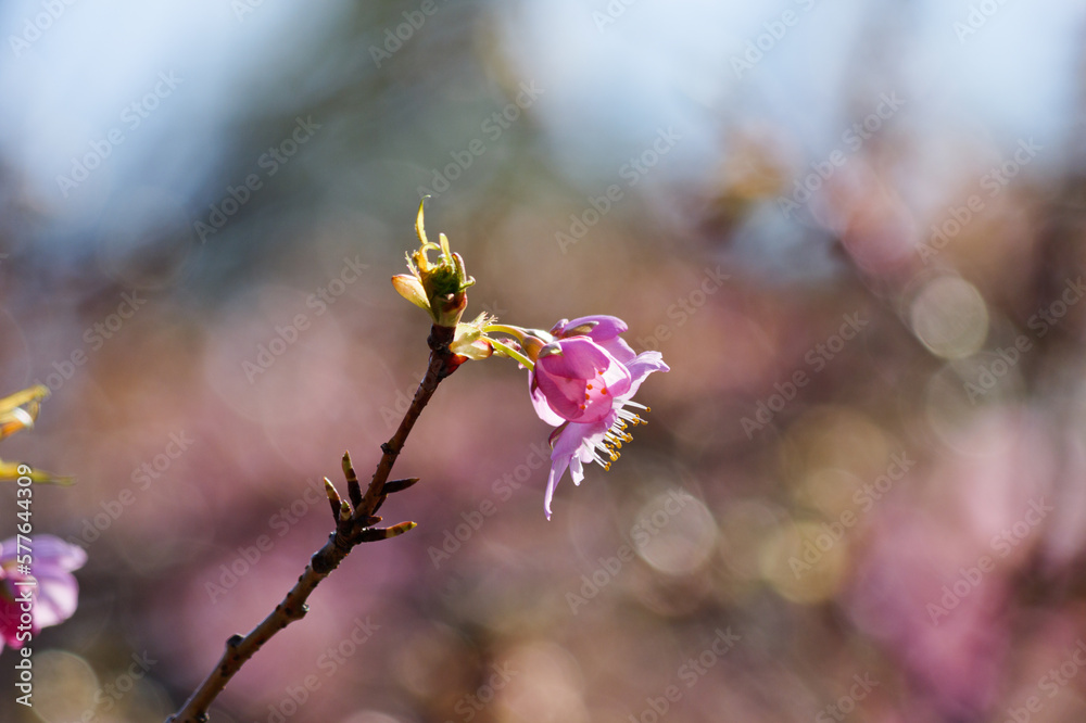 Pink cherry blossoms swaying in the wind on a sunny day Pink cherry blossoms swaying in the wind on a sunny day