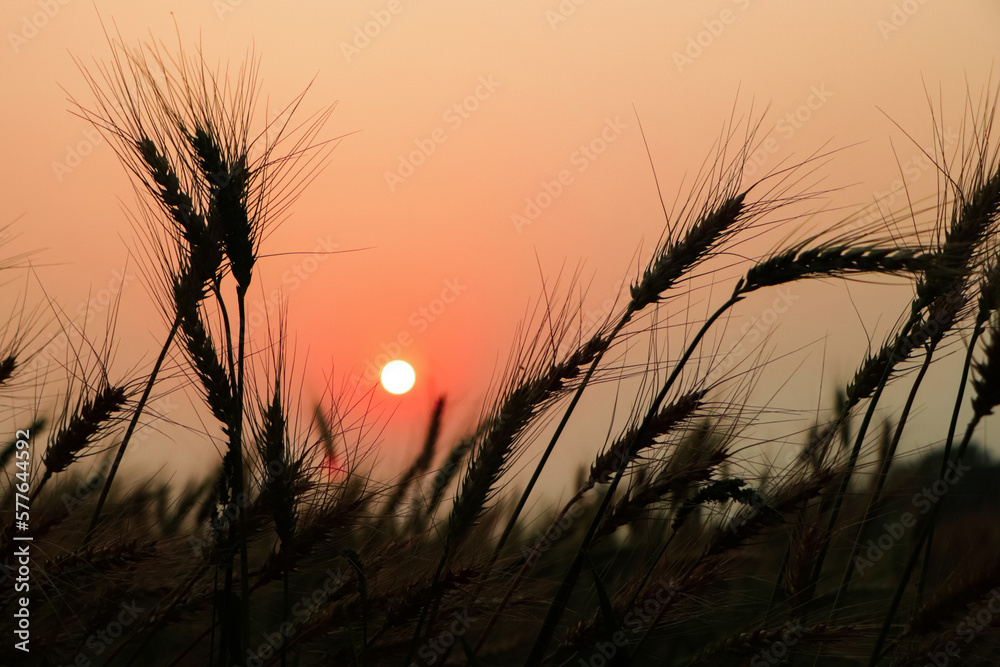 stalk of wheat grass close-up photo silhouette at sunset and sunrise in the summer, nature sun sets yellow background stalk of wheat grass close-up photo silhouette at sunset and sunrise in the summer, nature sun sets yellow background