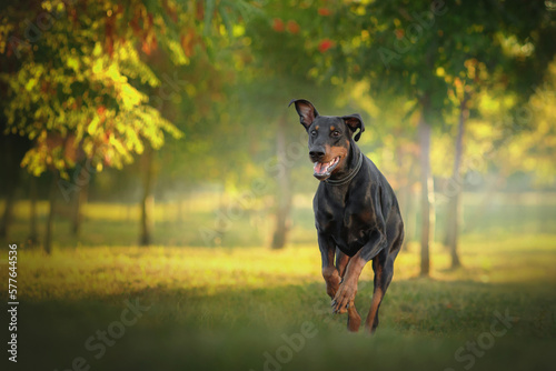Valokuva black funny doberman dog portrait at dawn in a green nature