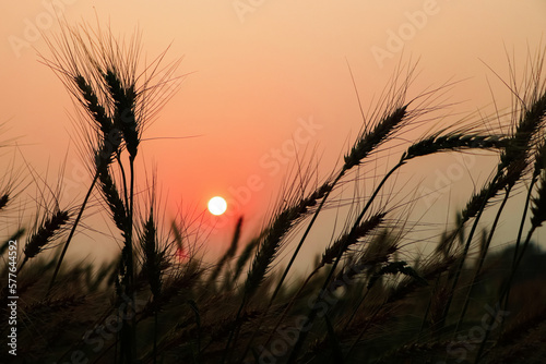 stalk of wheat grass close-up photo silhouette at sunset and sunrise in the summer, nature sun sets yellow background