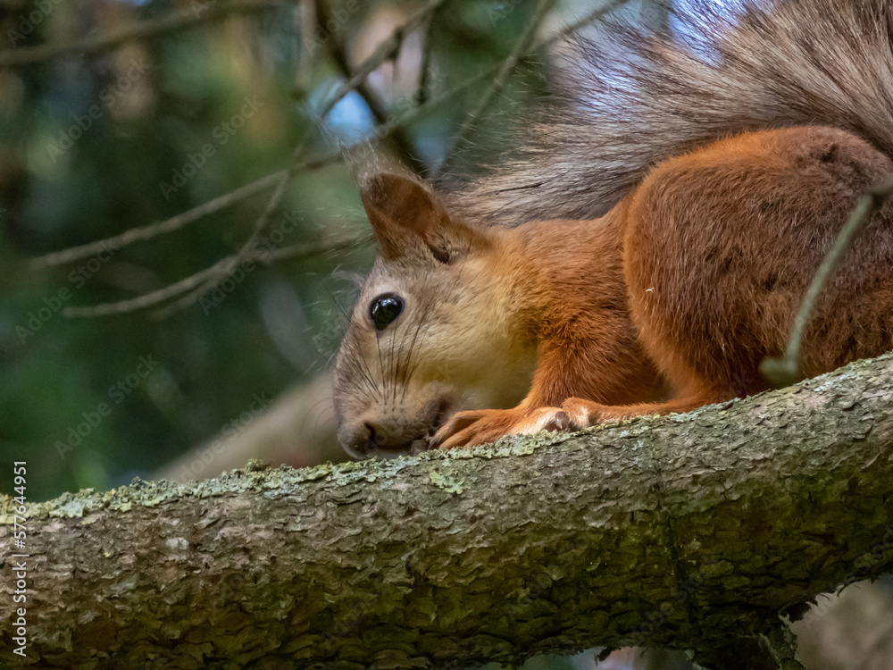 Close-up shot of the Red Squirrel (Sciurus vulgaris) with summer orange and brown coat sitting on a branch with sky in the background Close-up shot of the Red Squirrel (Sciurus vulgaris) with summer orange and brown coat sitting on a branch with sky in the background