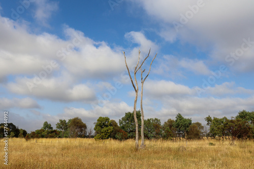 white tree trunk of dead eucalyptus tree in summer field